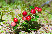whortleberry是什么意思