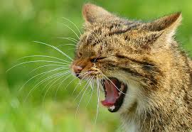 wildcat是什么意思
