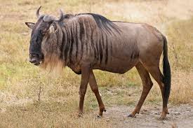 wildebeest是什么意思