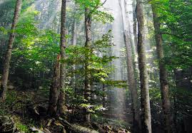 wilderness是什么意思