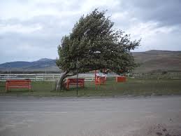windstorm是什么意思