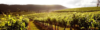 winery是什么意思