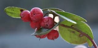wintergreen是什么意思