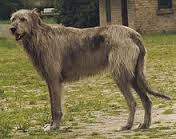 wolfhound是什么意思