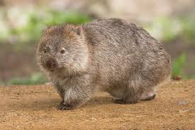 wombat是什么意思