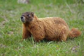 woodchuck是什么意思