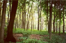 woodland是什么意思