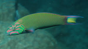 wrasse是什么意思