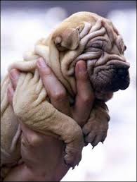 wrinkly是什么意思