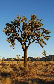 xerophyte是什么意思