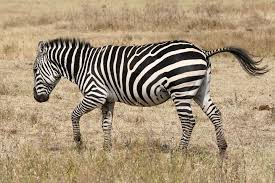 zebra是什么意思