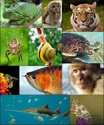 zoology是什么意思