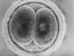 zygote是什么意思